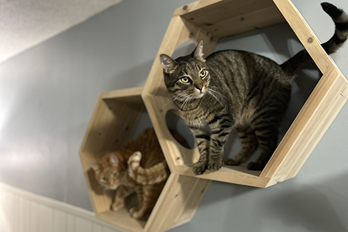 Catification Projects, Catios, Scratching Posts